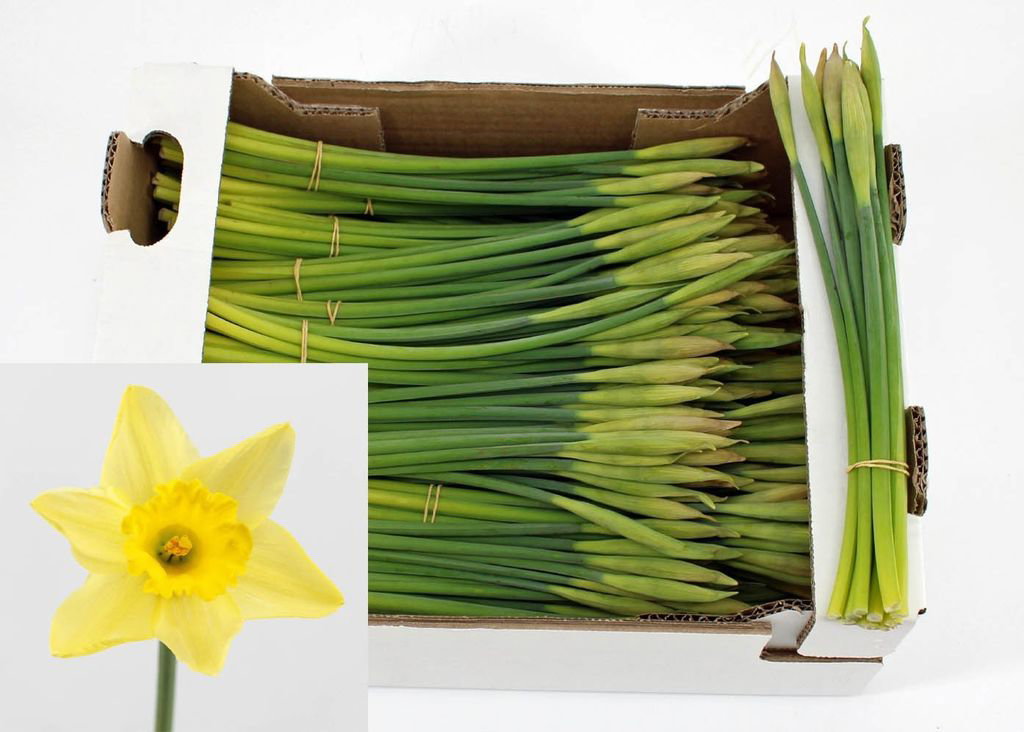 Narcisi Dutch Master (10 x mazzo)