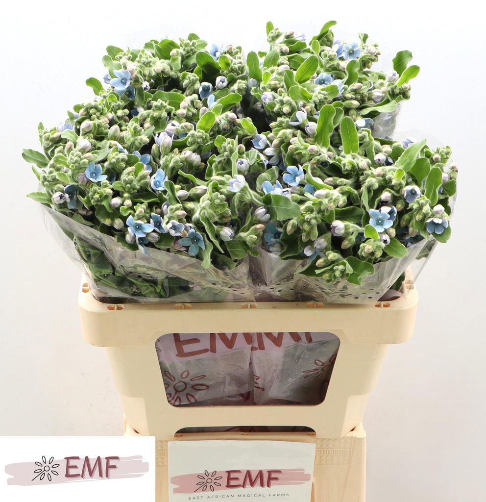 Oxypetalum tanioka pure blue