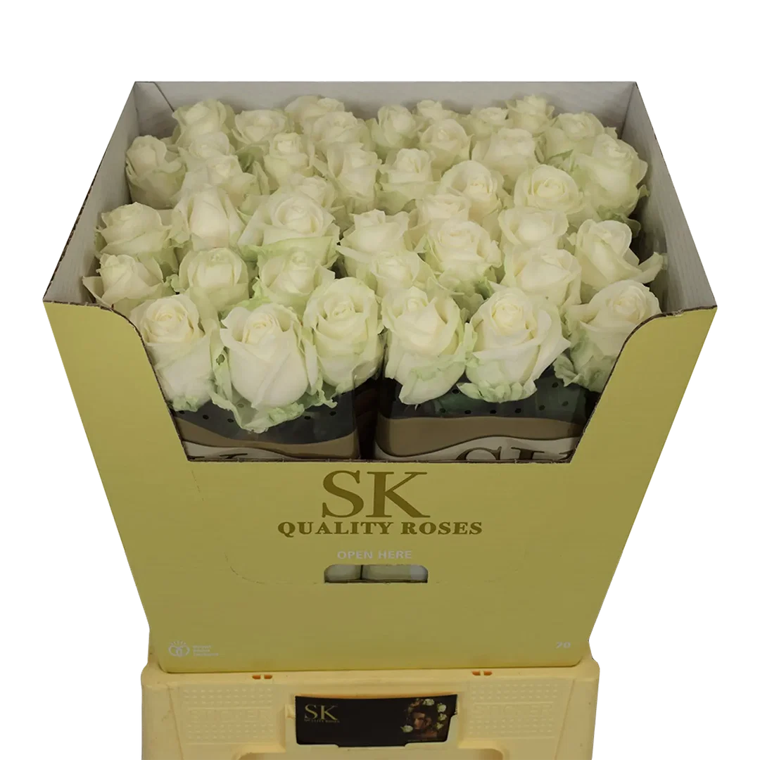 Rosa Avalanche+ SK (Extra)
