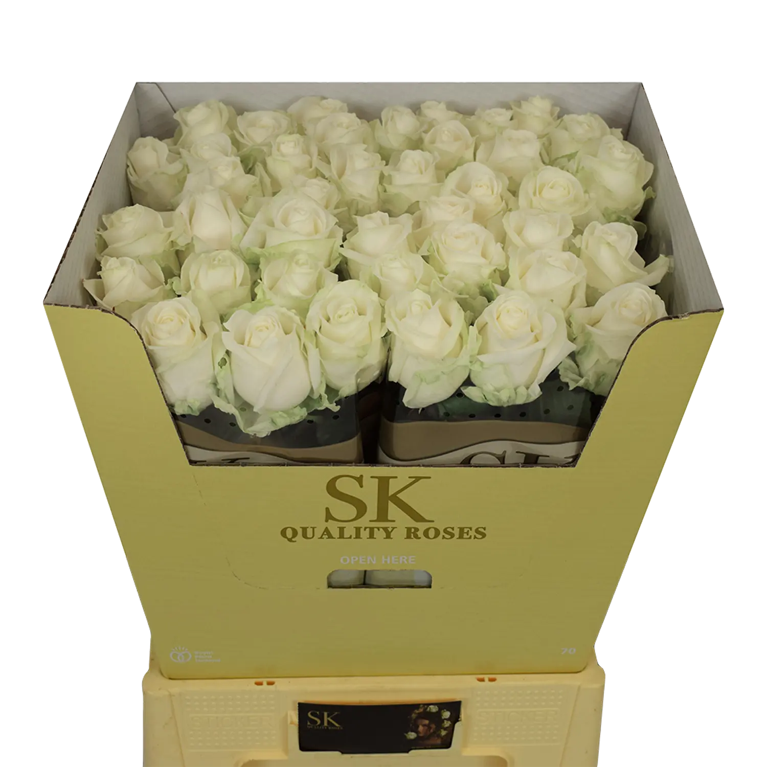 Rosa Avalanche+ SK (Extra)_0