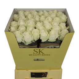 Rosa Avalanche+ SK (Extra)