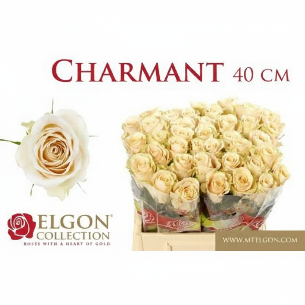 Rosa Charmant