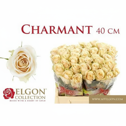 Rosa Charmant