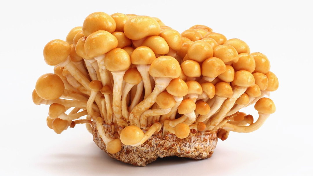 Kabutori Nameko Mushroom NAGASAKI 150g Pack 🍄‍🟫 (Limited Stock) 