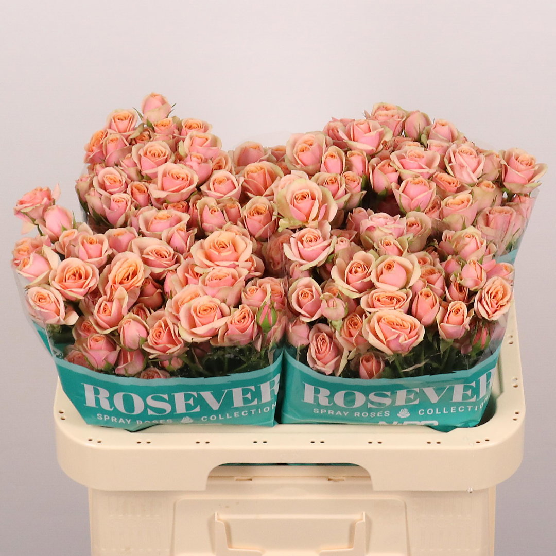 Rosa spray Classic Rosever