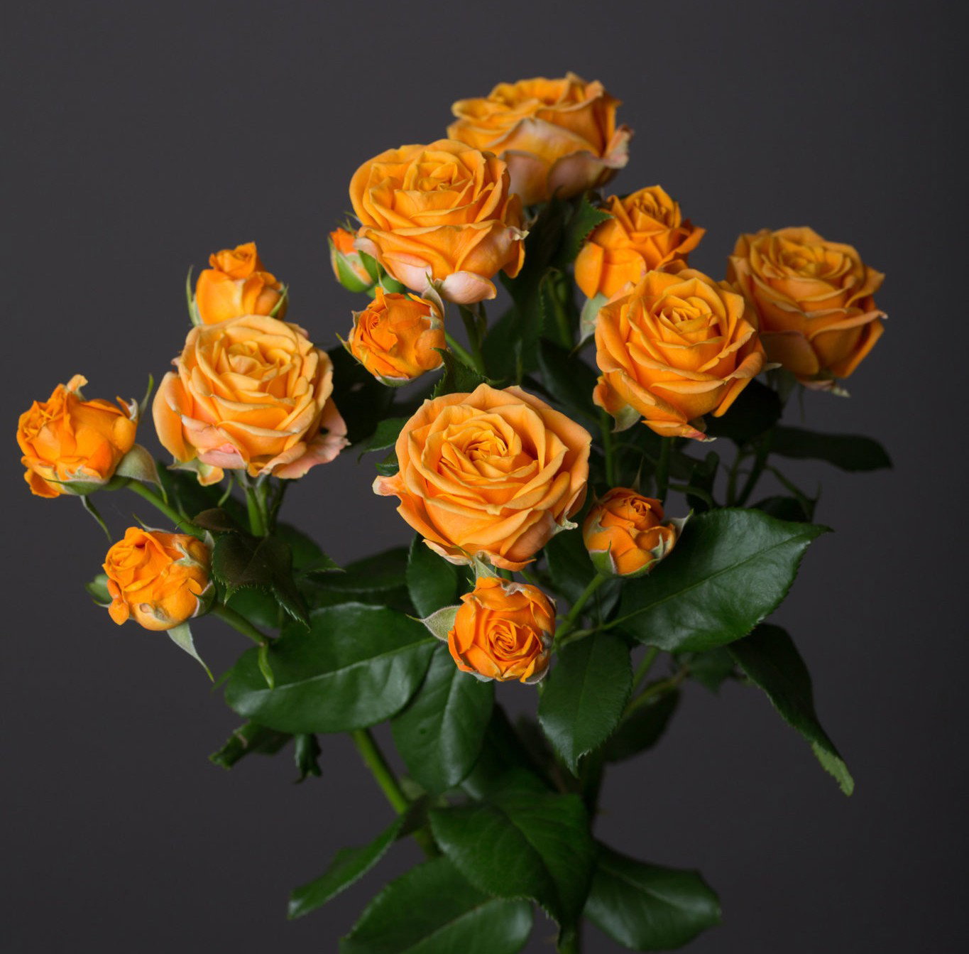 Rosa spray Coral Bubbles (Vip Roses)_2