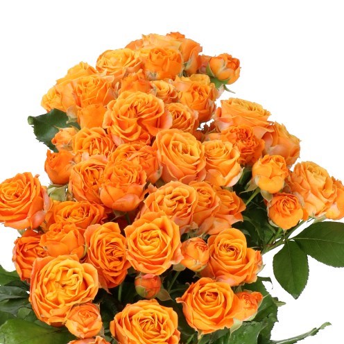 Rosa spray Coral Bubbles (Vip Roses)_1
