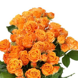 Rosa spray Coral Bubbles (Vip Roses)