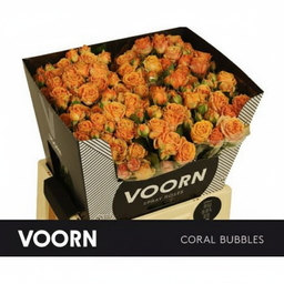 Rosa spray Coral Bubbles (Vip Roses)