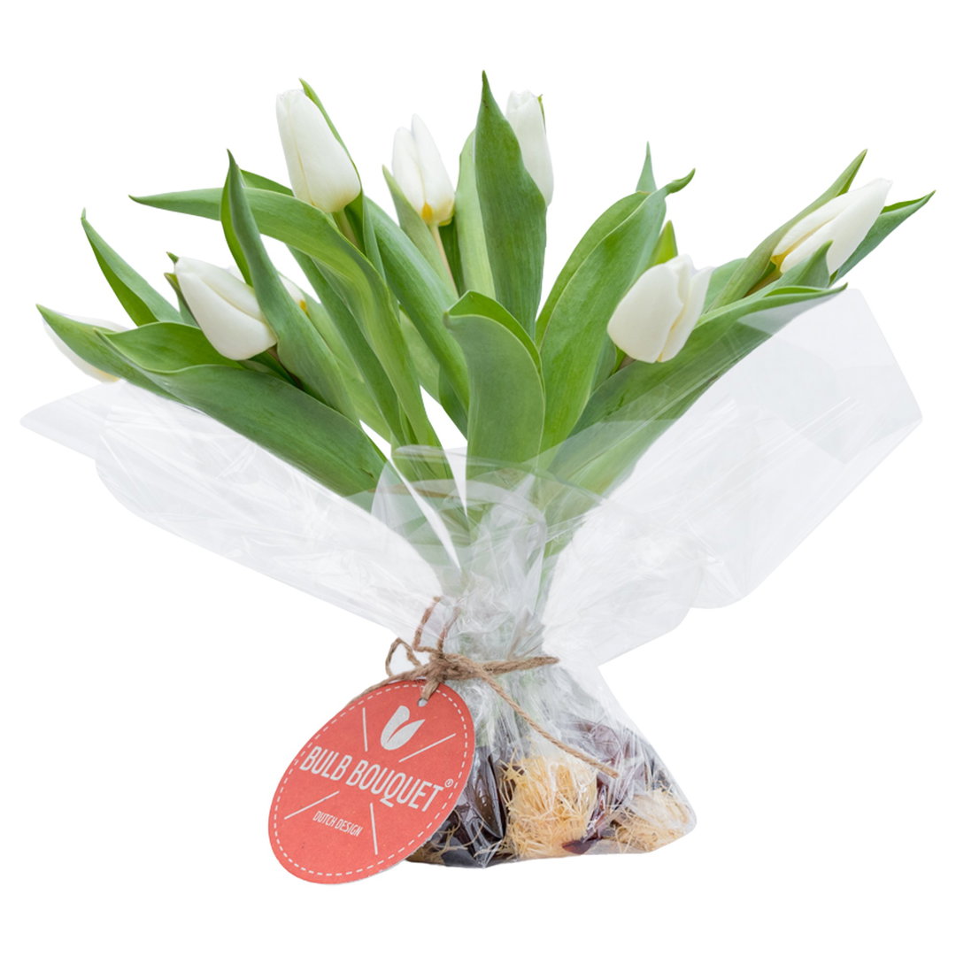 Tulipa Bulbi in Mazzo Bianco