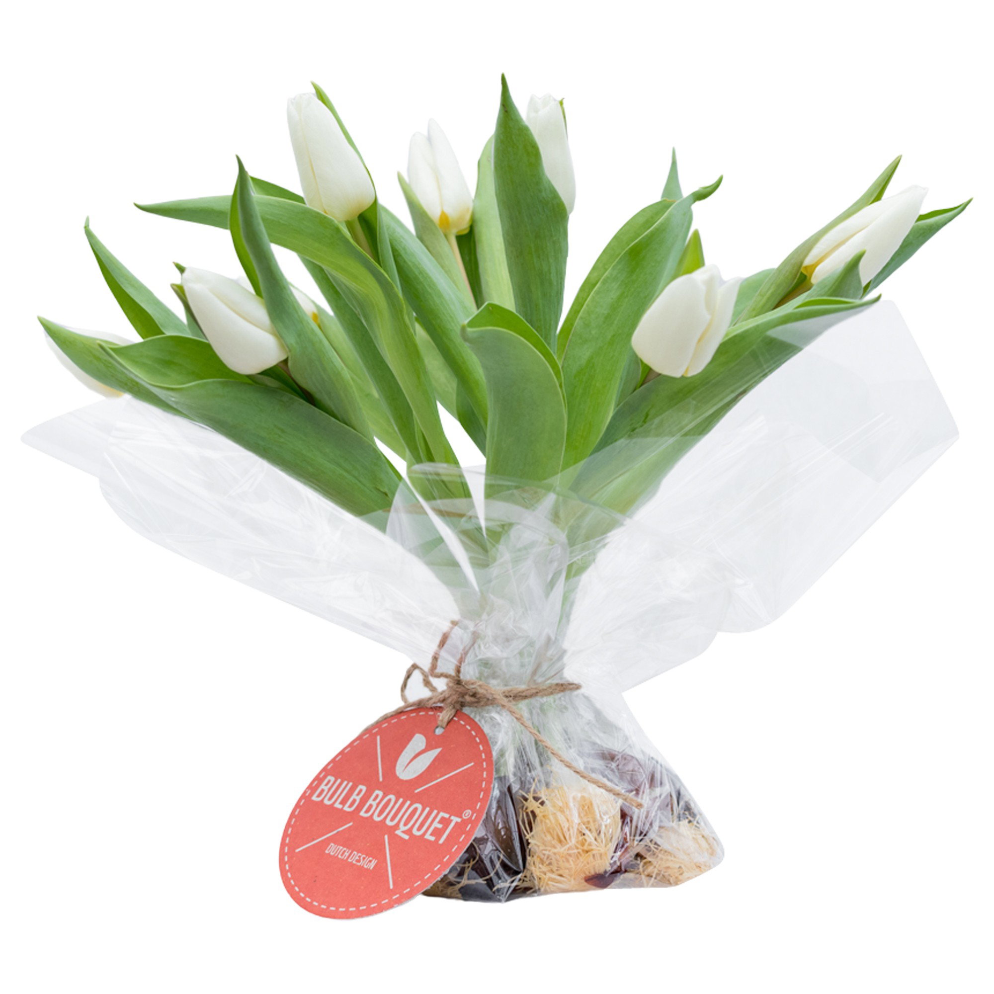 Tulipa Bulbi in Mazzo Bianco_0