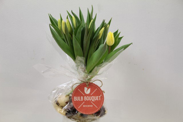 Tulipa Bulbi in Mazzo Giallo_0