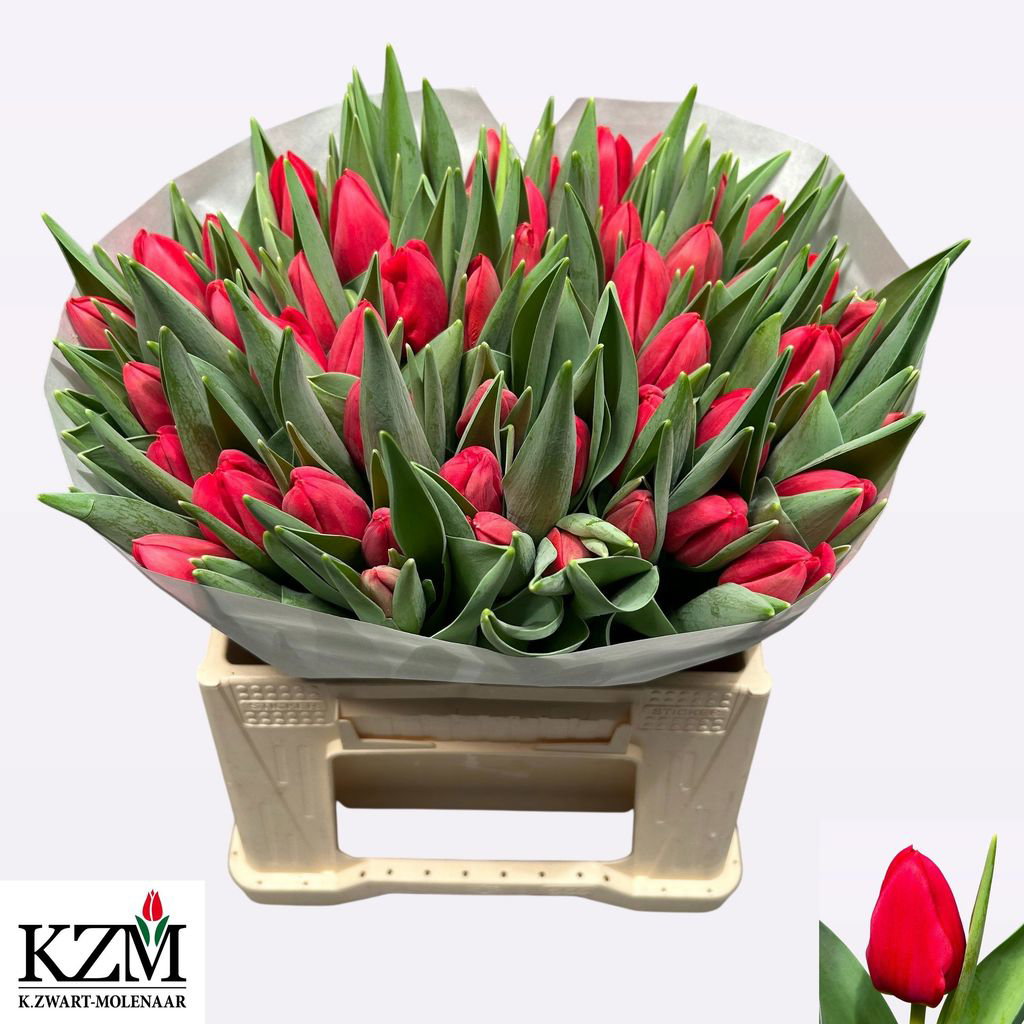Tulipa Red Stone_0