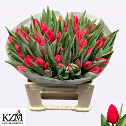 Tulipa Red Stone