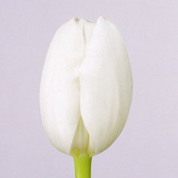 Tulipa Royal Virgin