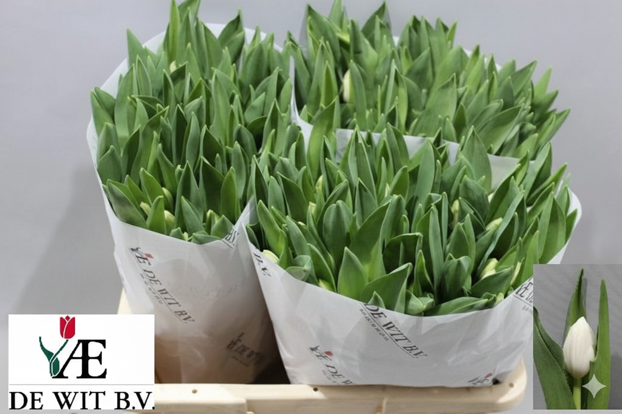 Tulipa Royal Virgin_1