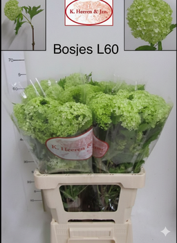 Viburno roseum per bunch (Prezzo a mazzo)
