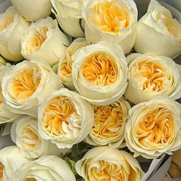 Rosa ec Buttercup