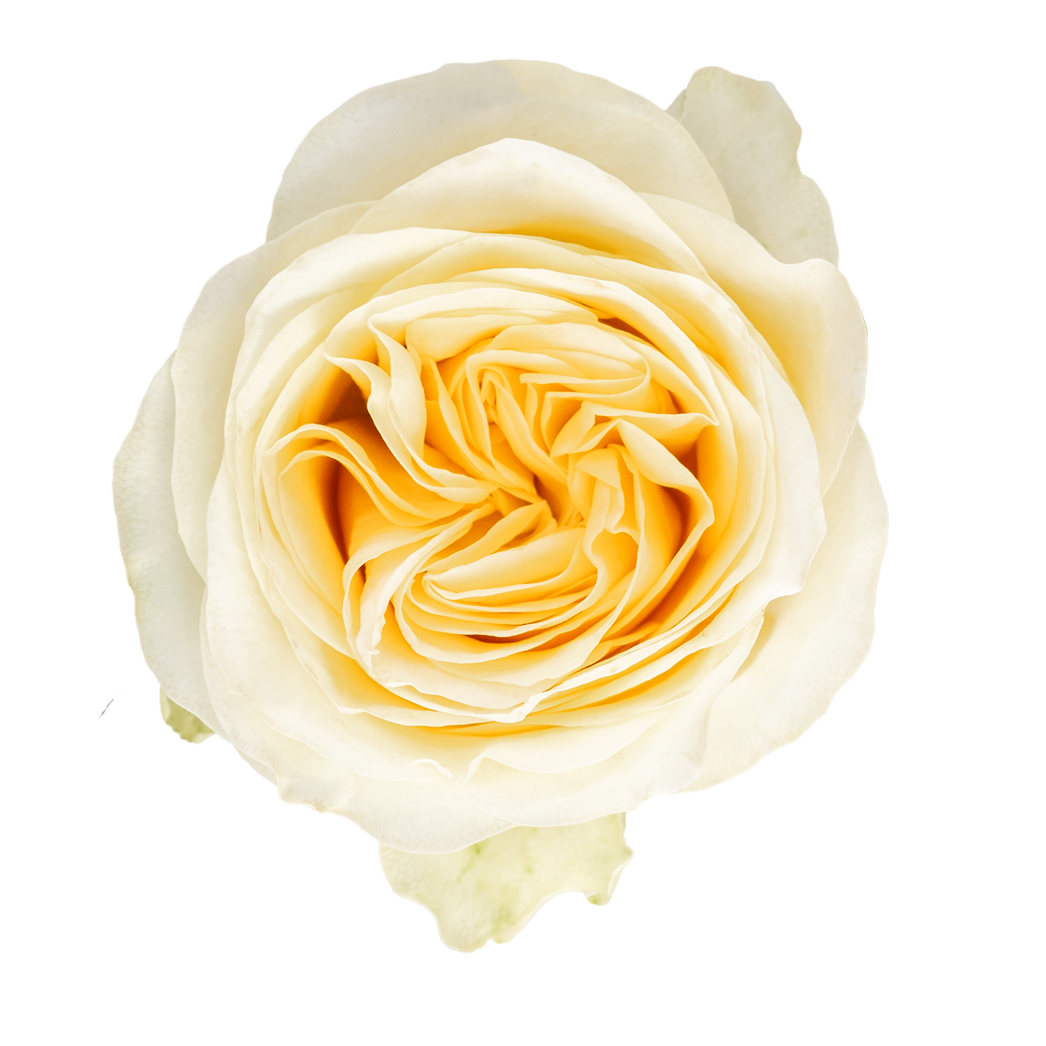 Rosa ec Buttercup_1