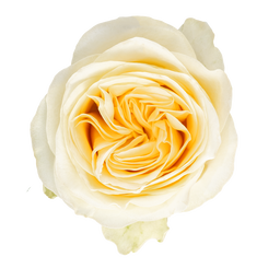Rosa ec Buttercup