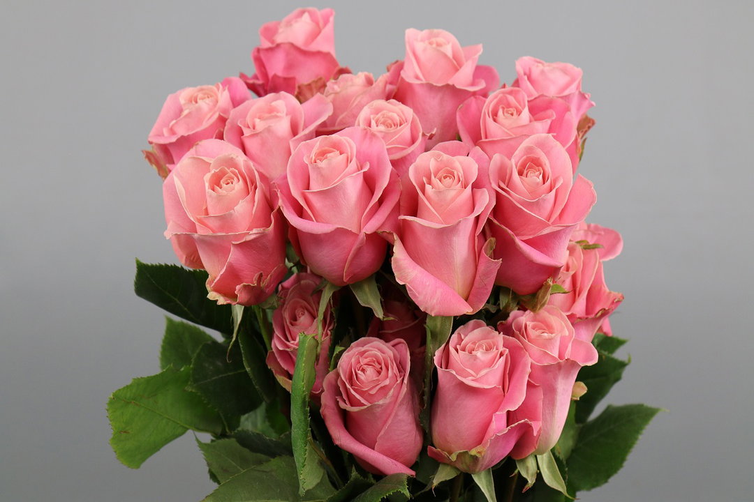 Rosa ec Hermosa