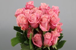 Rosa ec Hermosa