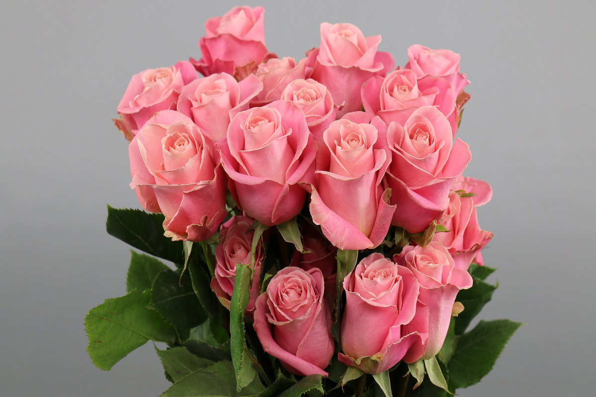 Rosa ec Hermosa