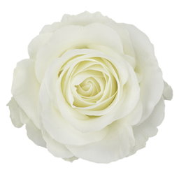 Rosa ec Tibet