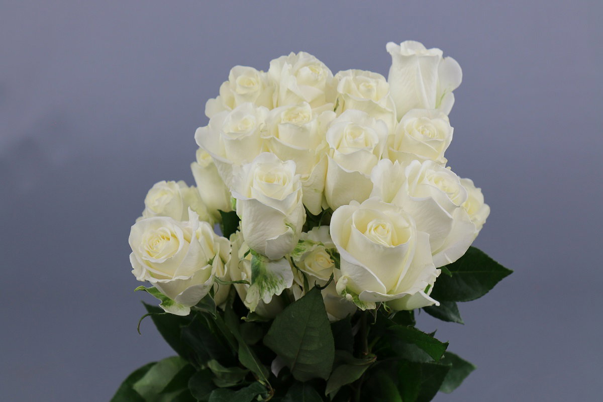 Rosa ec Tibet