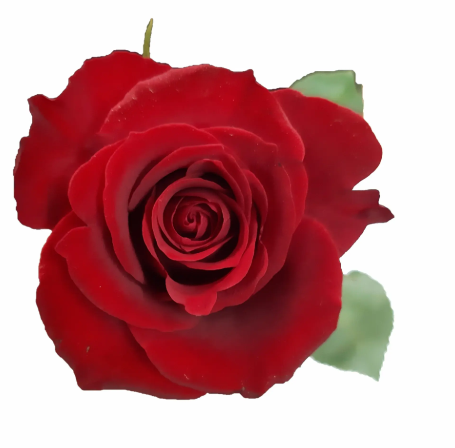 Rosa Furiosa_1