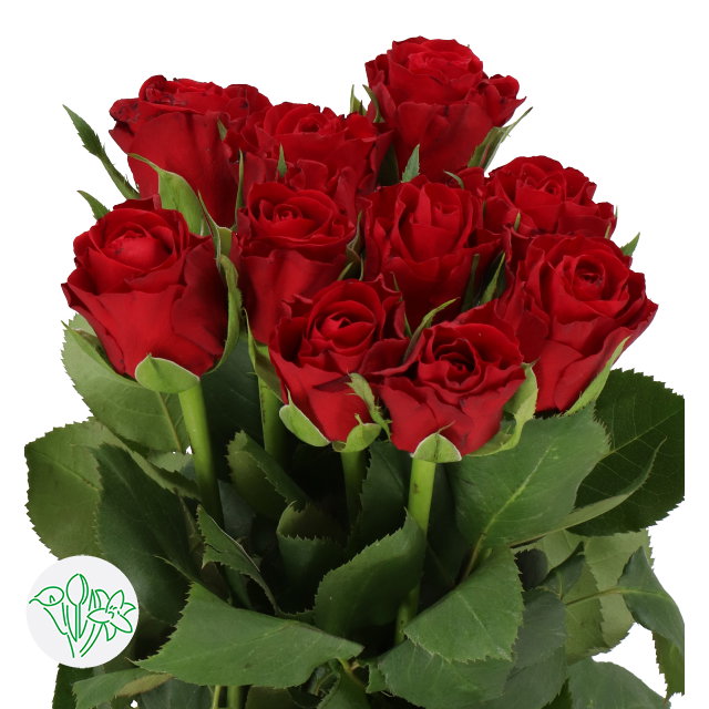 Rosa Furiosa_0