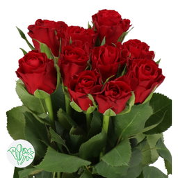 Rosa Furiosa