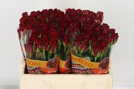 Rosa Furiosa_2