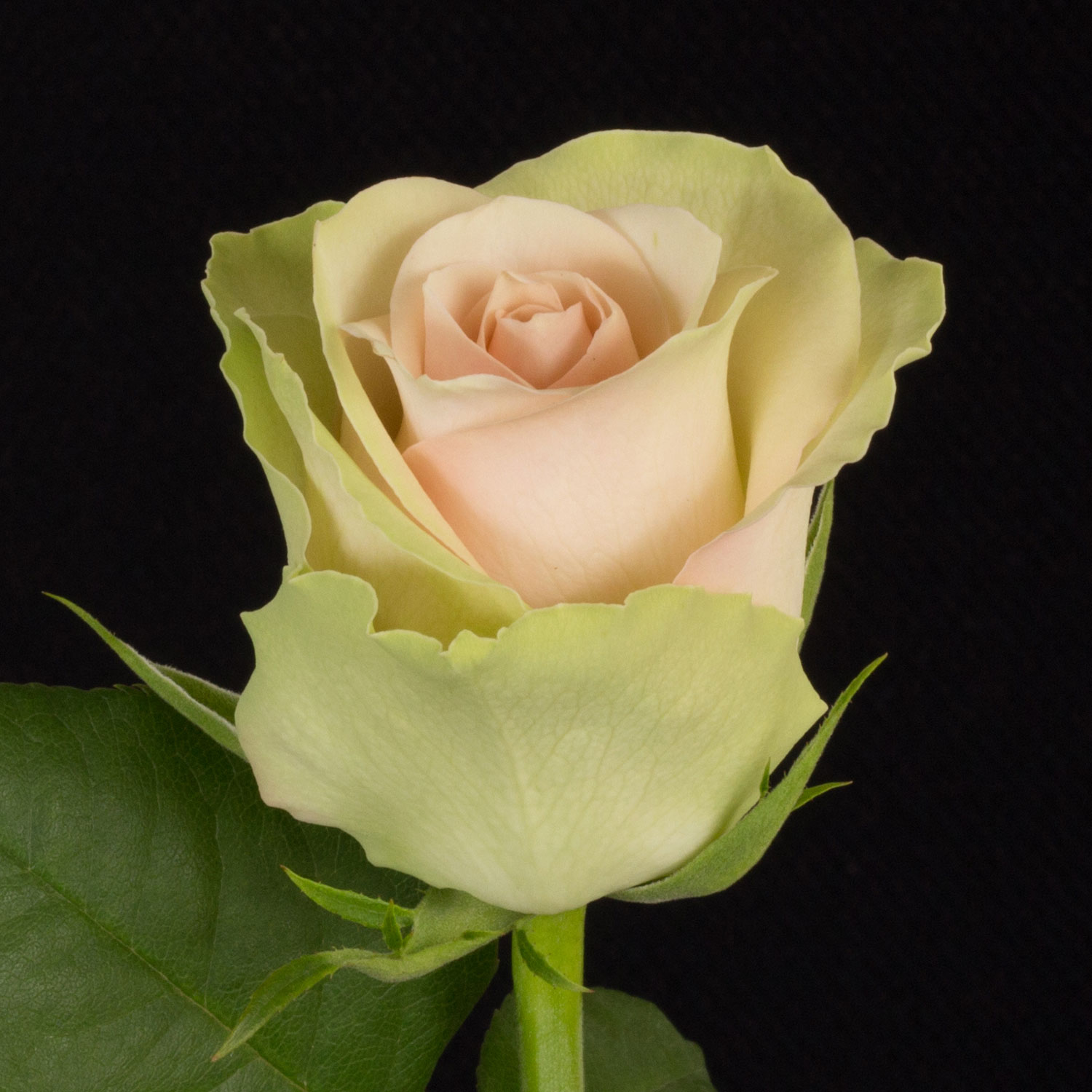 Rosa La Belle_1