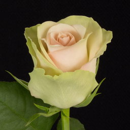 Rosa La Belle