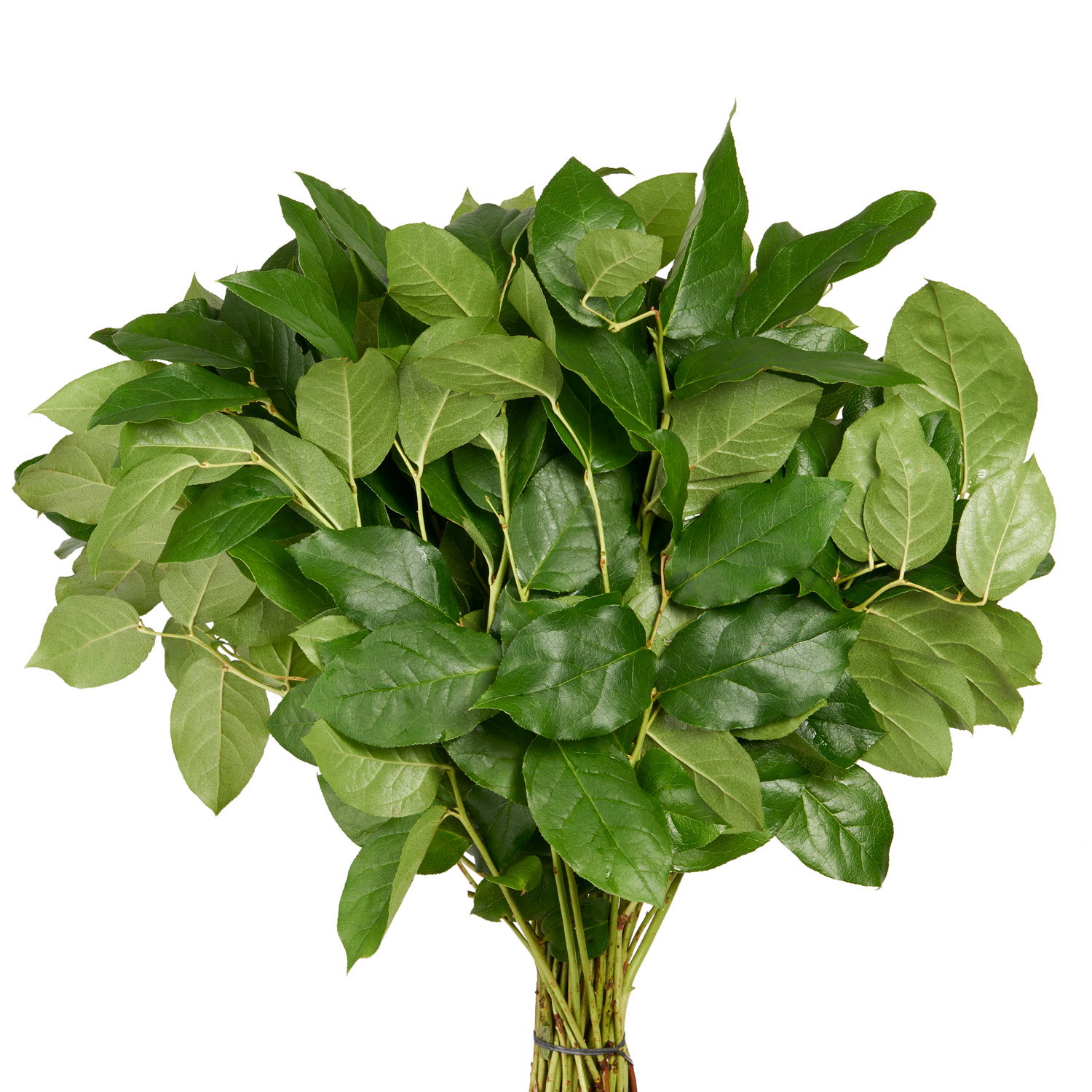 Salal Tips_0