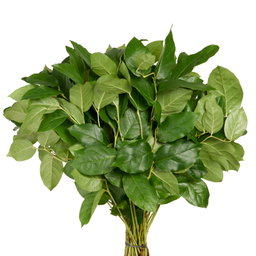 Salal Tips