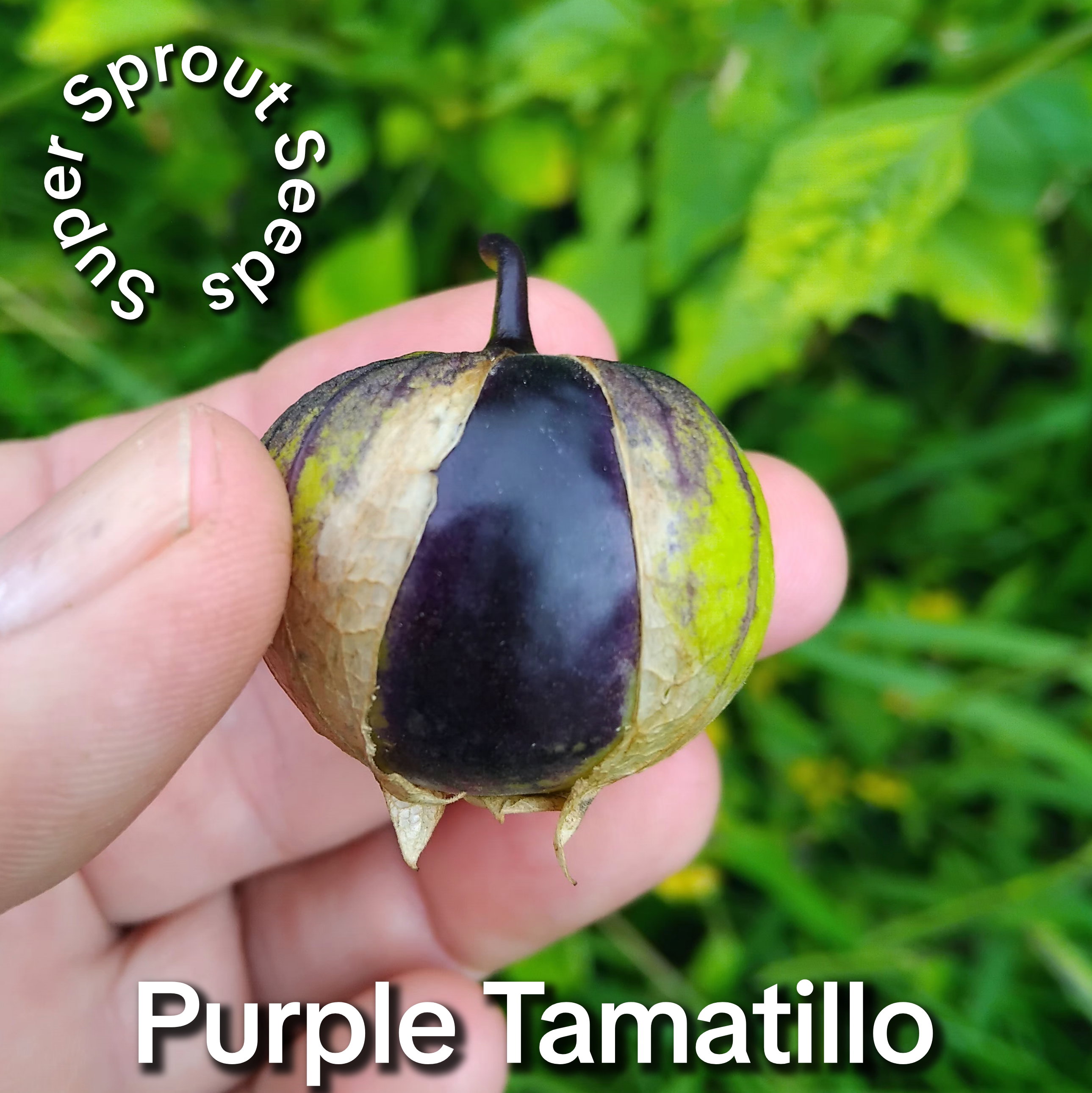 PURPLE TOMATILLO  x 50+ seeds_1