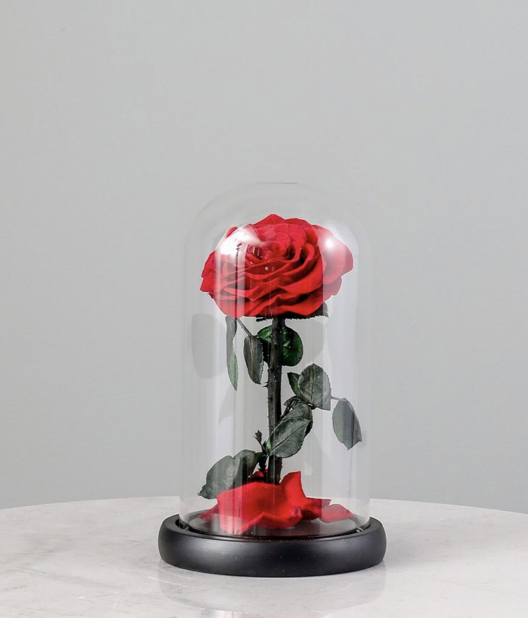 SINGLE LARGE LUXURIOUS ETERNAL ROSE
