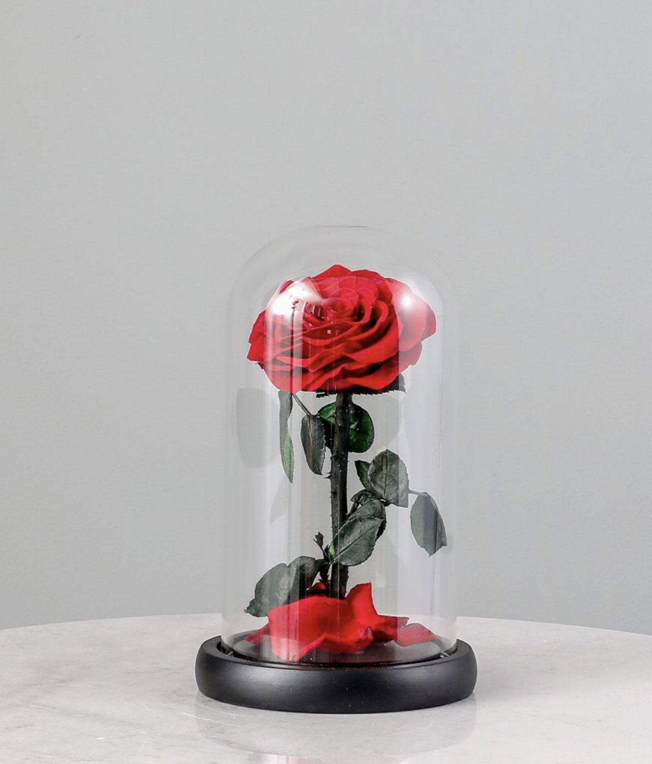 SINGLE LARGE LUXURIOUS ETERNAL ROSE_0
