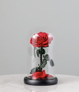 SINGLE LARGE LUXURIOUS ETERNAL ROSE