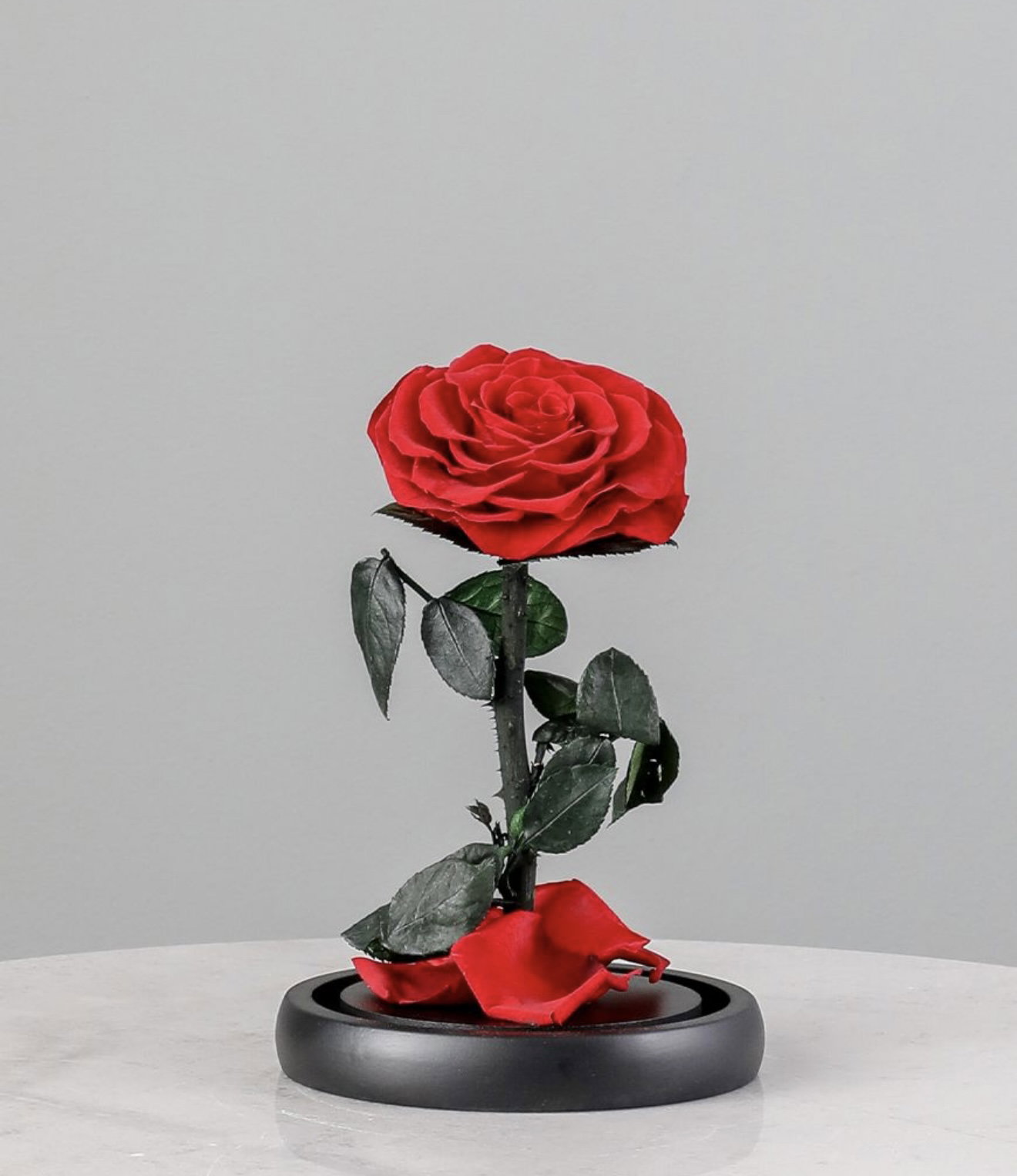 SINGLE LARGE LUXURIOUS ETERNAL ROSE_1