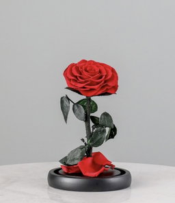 SINGLE LARGE LUXURIOUS ETERNAL ROSE