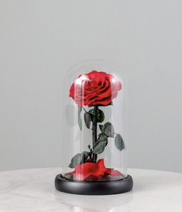 SINGLE LARGE LUXURIOUS ETERNAL ROSE