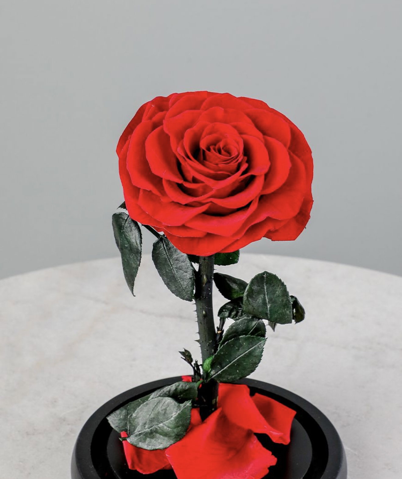 SINGLE LARGE LUXURIOUS ETERNAL ROSE_2
