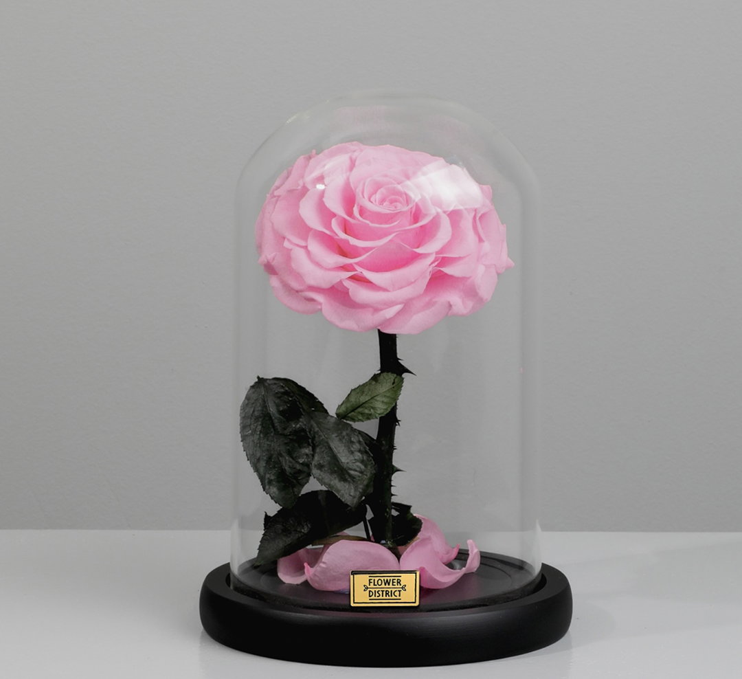 SINGLE LARGE LUXURIOUS PINK ETERNAL ROSE