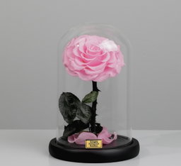 SINGLE LARGE LUXURIOUS PINK ETERNAL ROSE