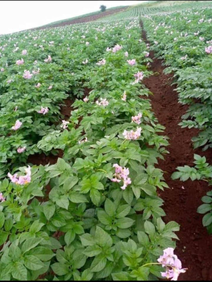  MBOLEA SUPER GRO KWENYE MAHARAGE_0