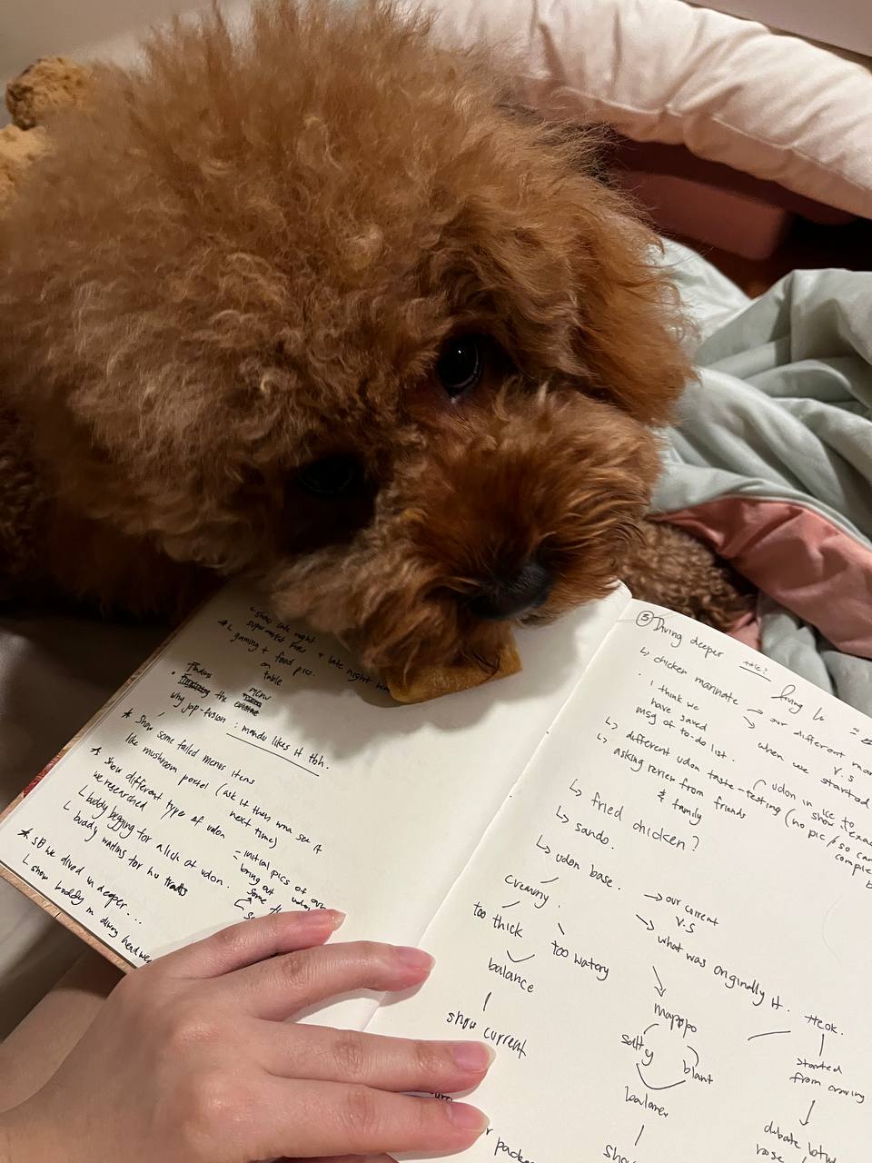 Buddy-San's Story❤️_4