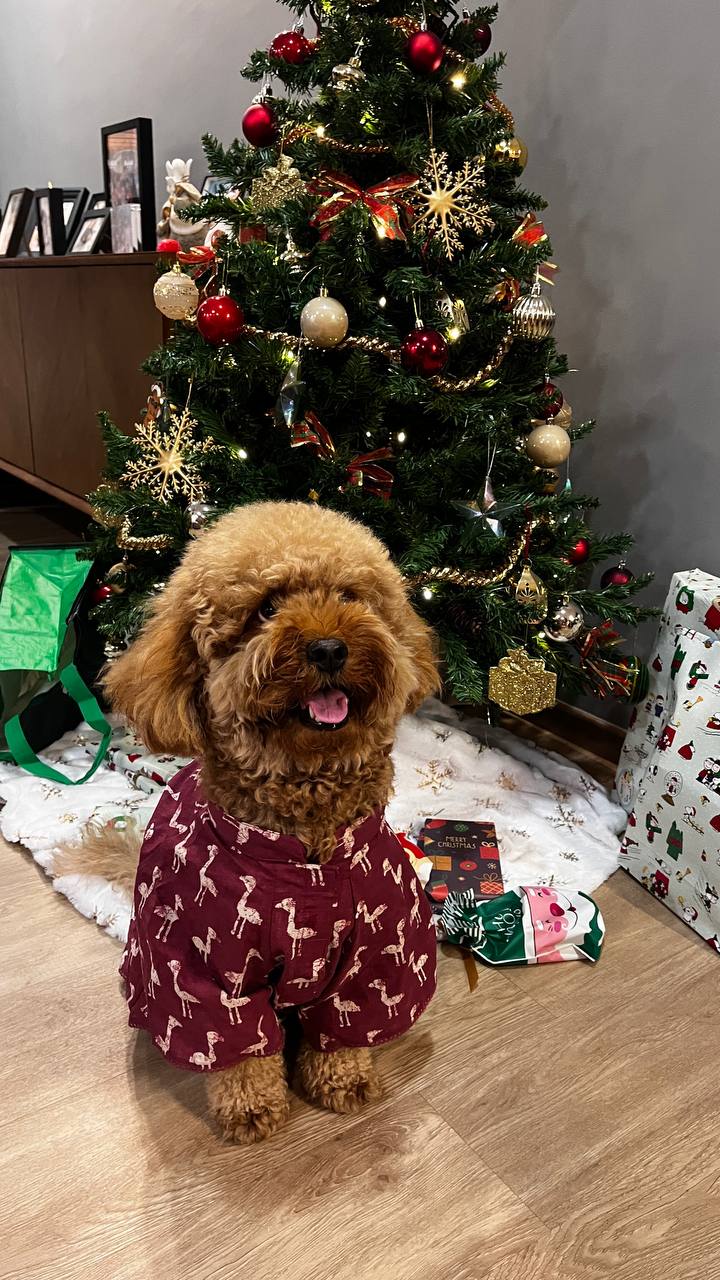 Buddy-San's Story❤️_2
